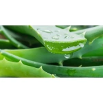 Aloe Vera en état Pure